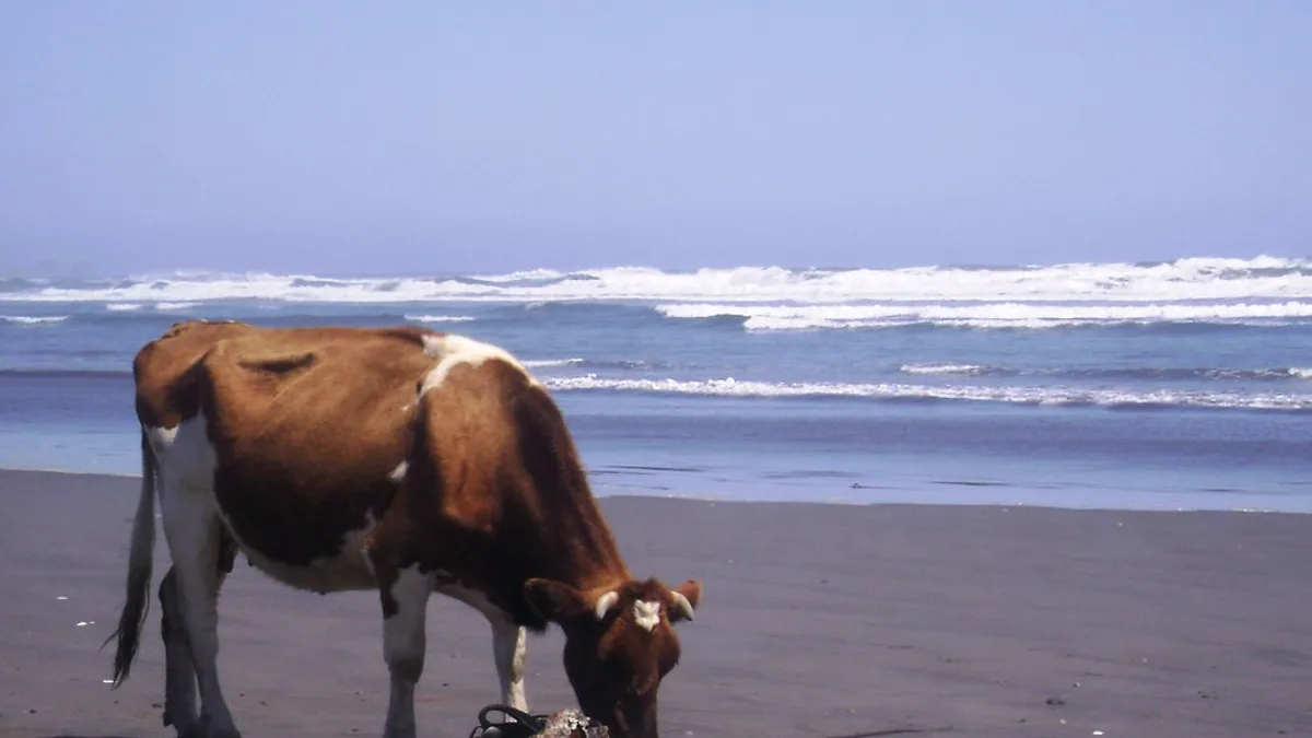 Playa Cucao in Chile