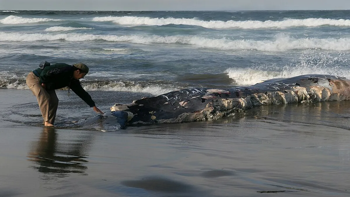 Ocean Beach in New Zealand