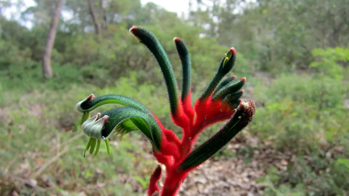 Kings Park and Botanic Garden in Australia