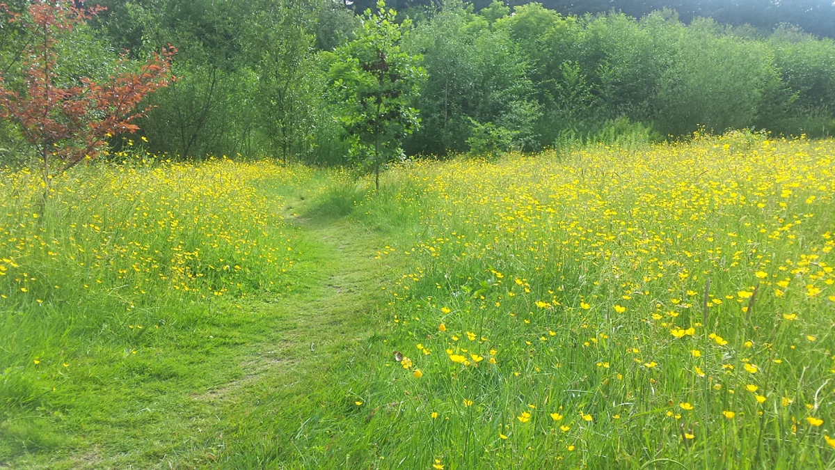 Green Timbers Urban Forest Park in Canada