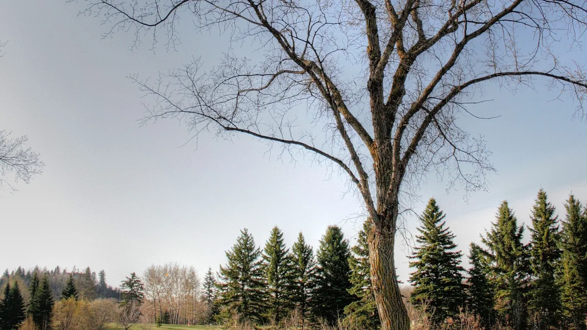 Hawrelak Park in Canada