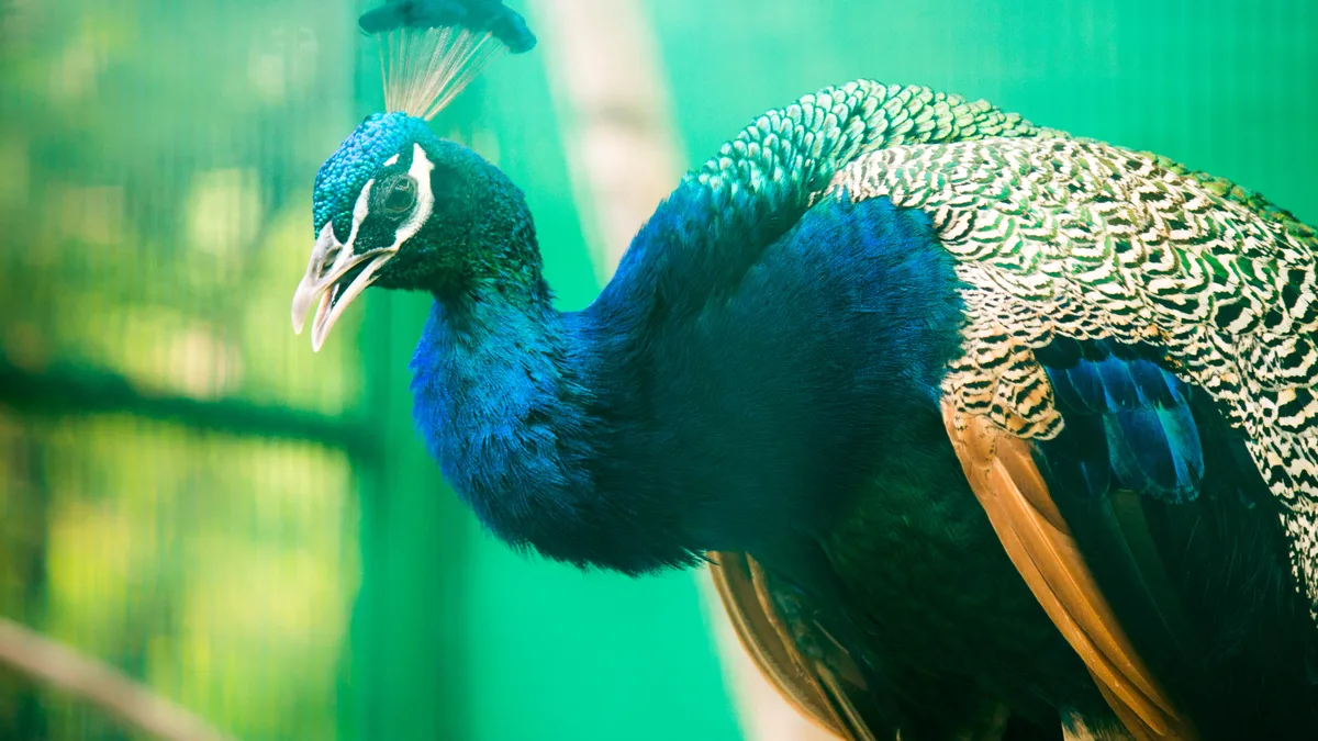 Arignar Anna Zoological Park in India