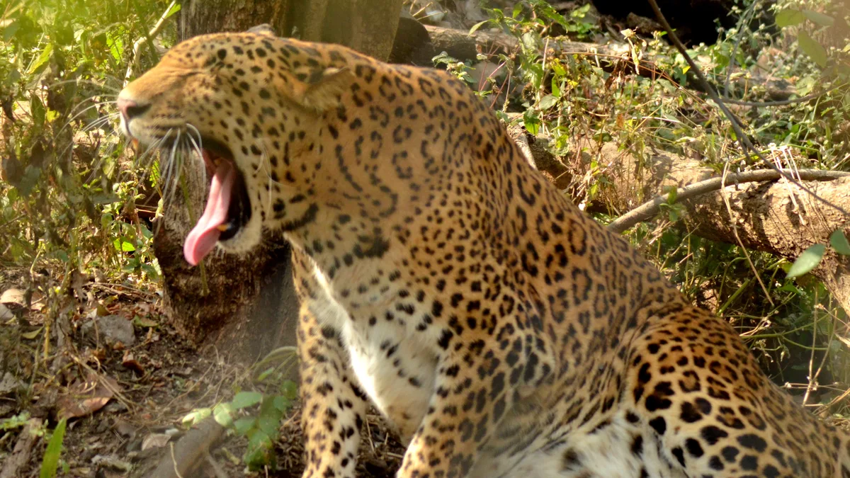 Rajiv Gandhi Zoological Park in India