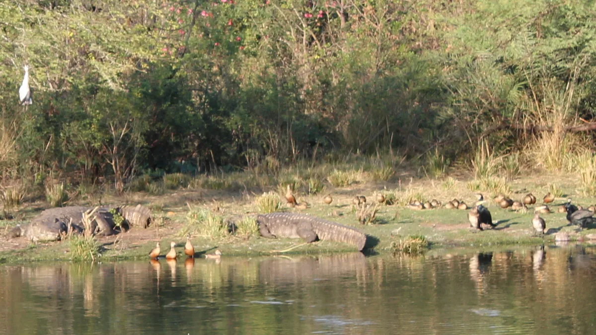 Van Vihar National Park in India