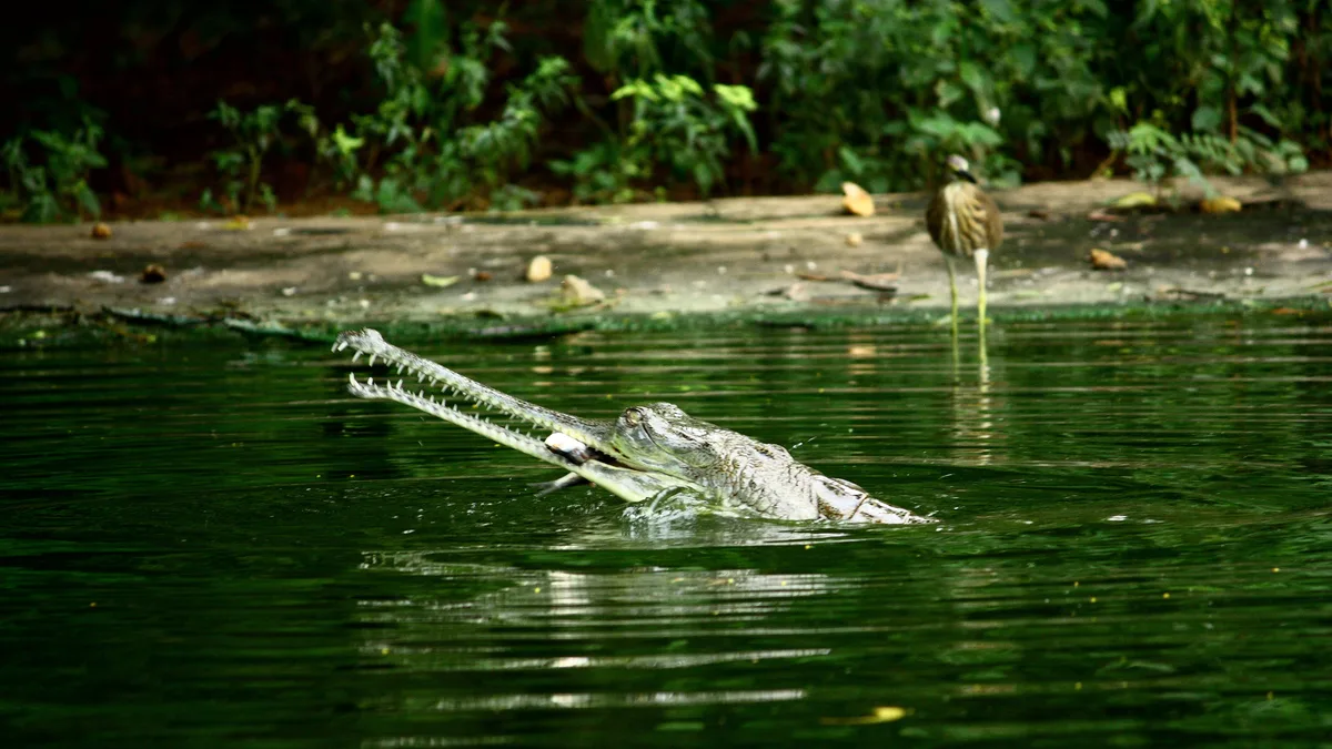 Indira Gandhi Zoological Park in India