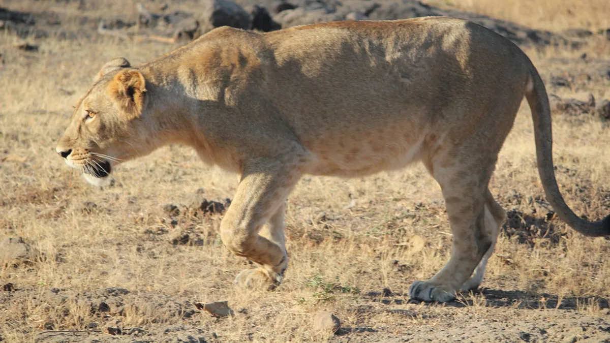 Safari Park in India