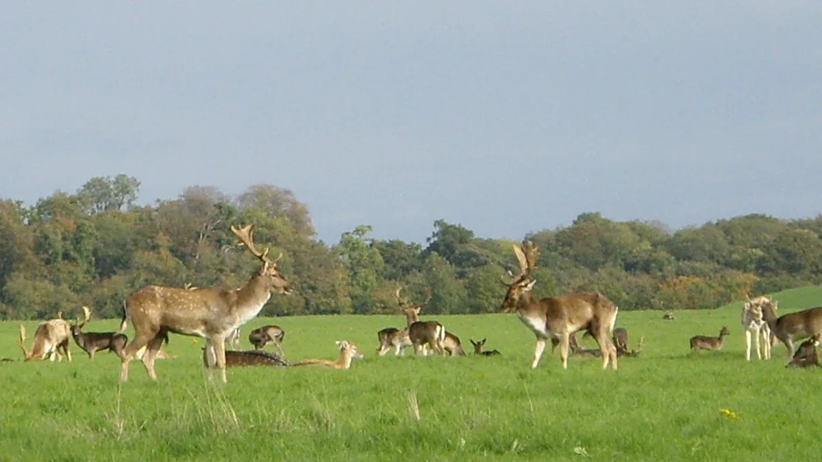 Phoenix Park in Ireland