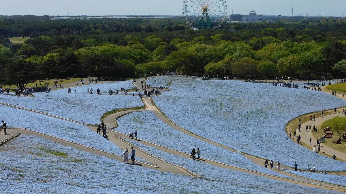Hitachi Seaside Park in Japan