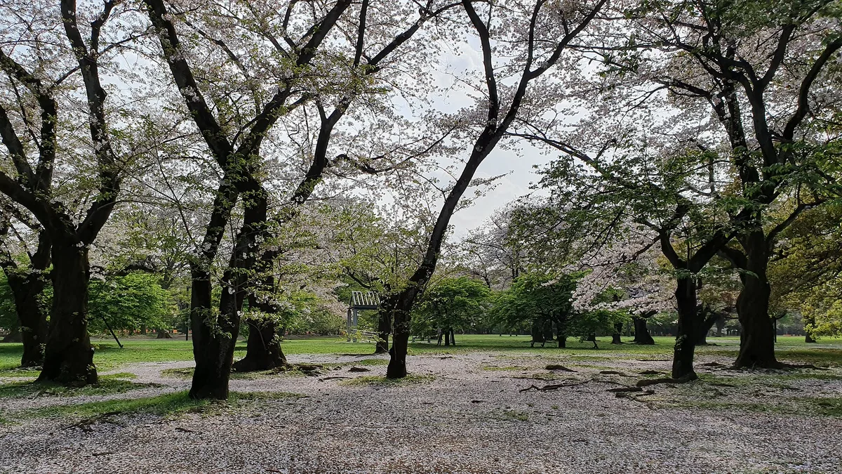 Yoyogi Park in Japan