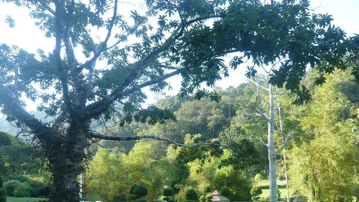 Penang Botanic Gardens in Malaysia