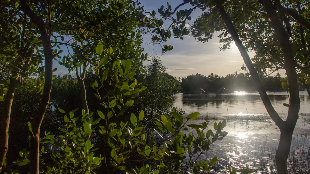 Mangrove Eco Park in Philippines