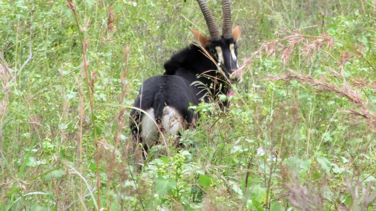 Groenkloof Nature Reserve in South Africa