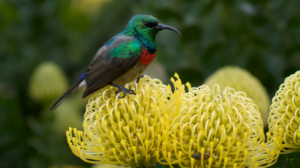 Kirstenbosch National Botanical Garden in South Africa