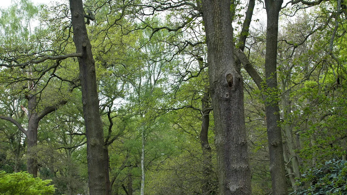 Richmond Park in United Kingdom