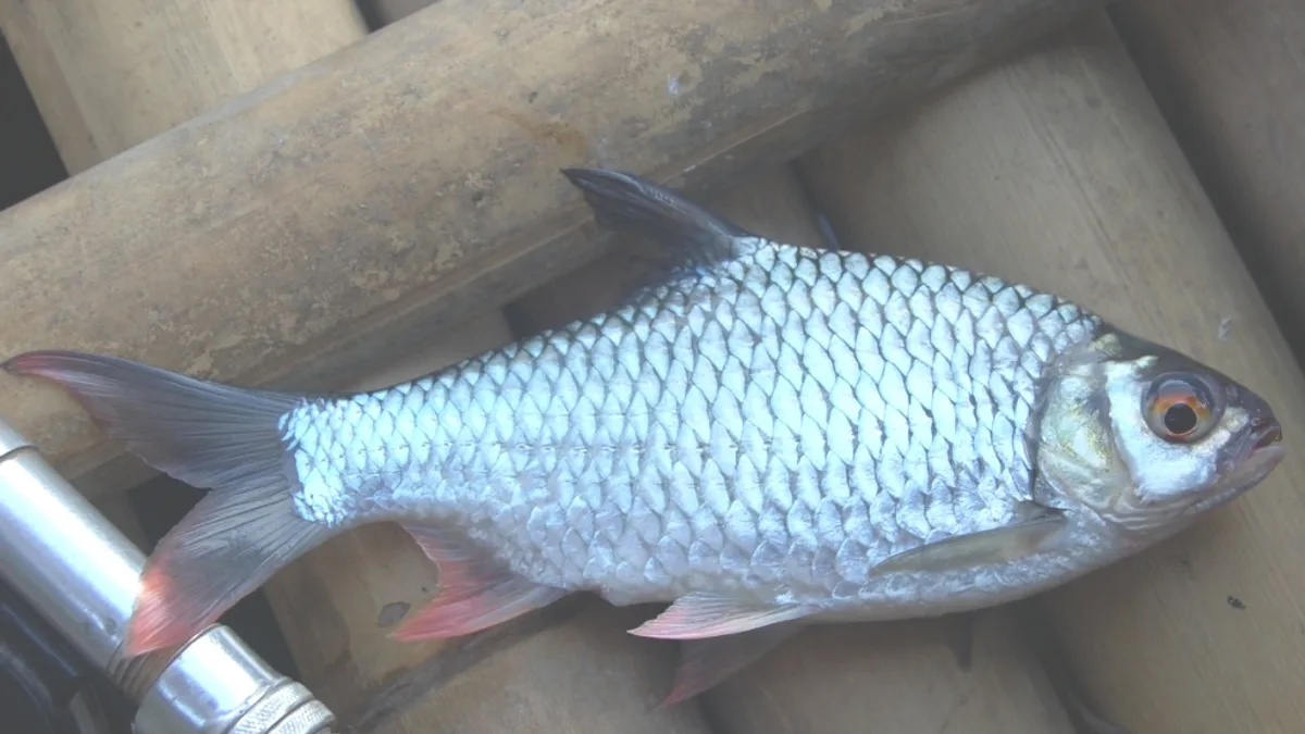Gajah Mungkur Dam in Indonesia