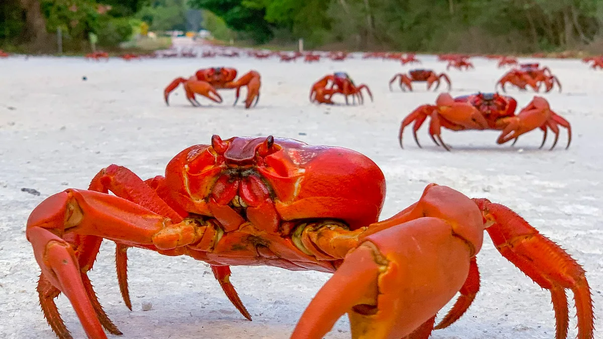 Christmas Island in Australia