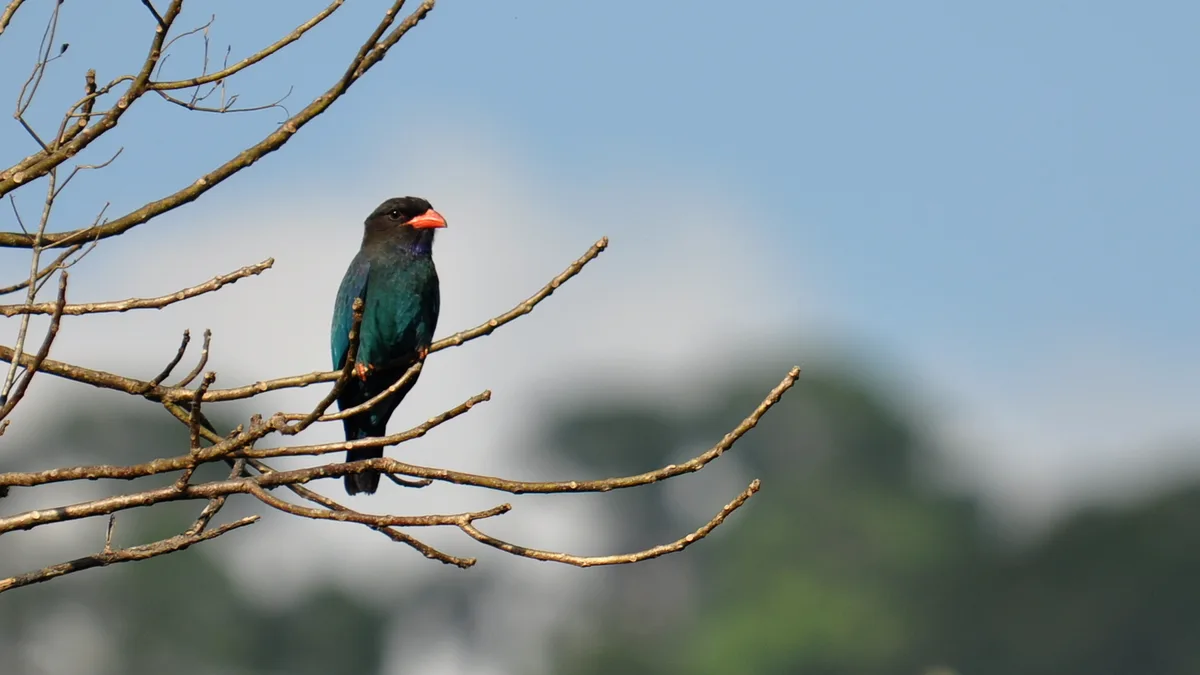 Middle Andaman Island in India
