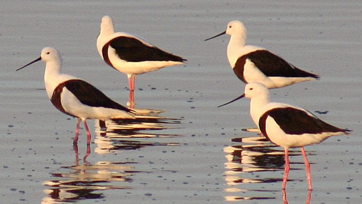 Lake Barlee in Australia