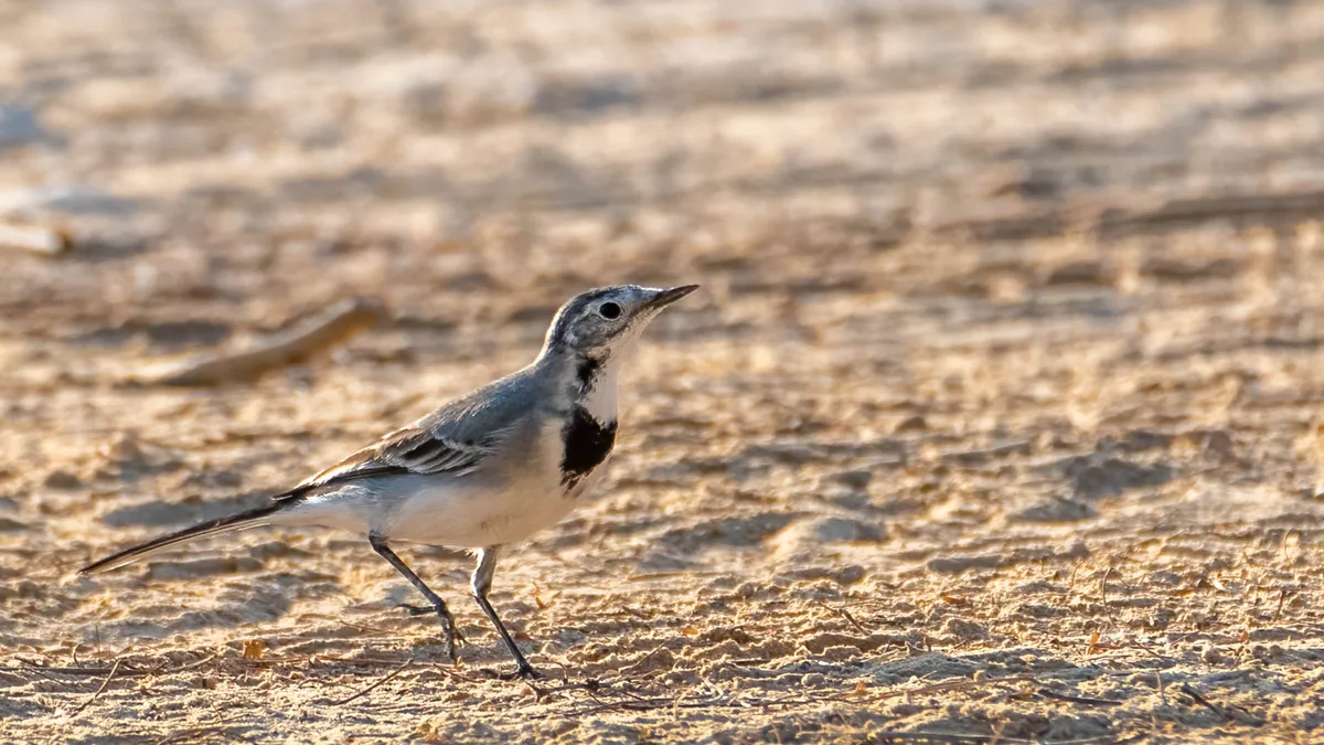 Al Qudra Lakes in United Arab Emirates