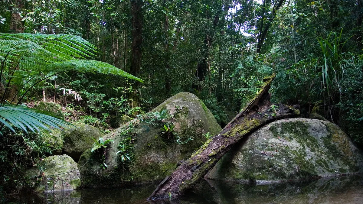 Daintree National Park in Australia