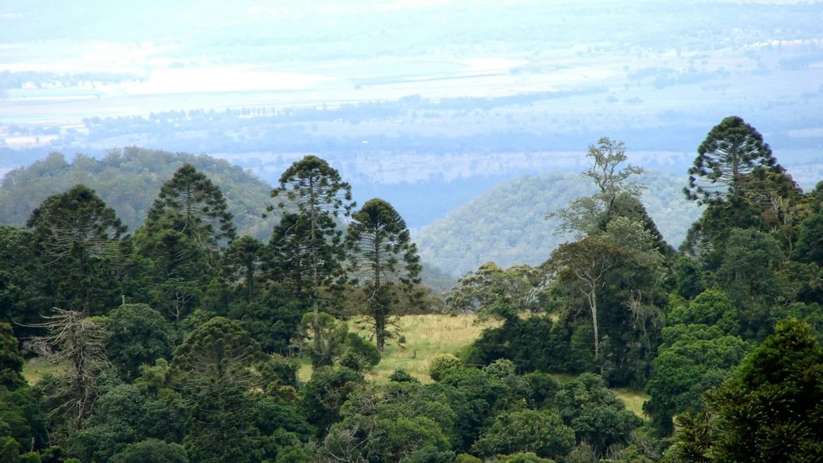 Bunya Mountains National Park in Australia