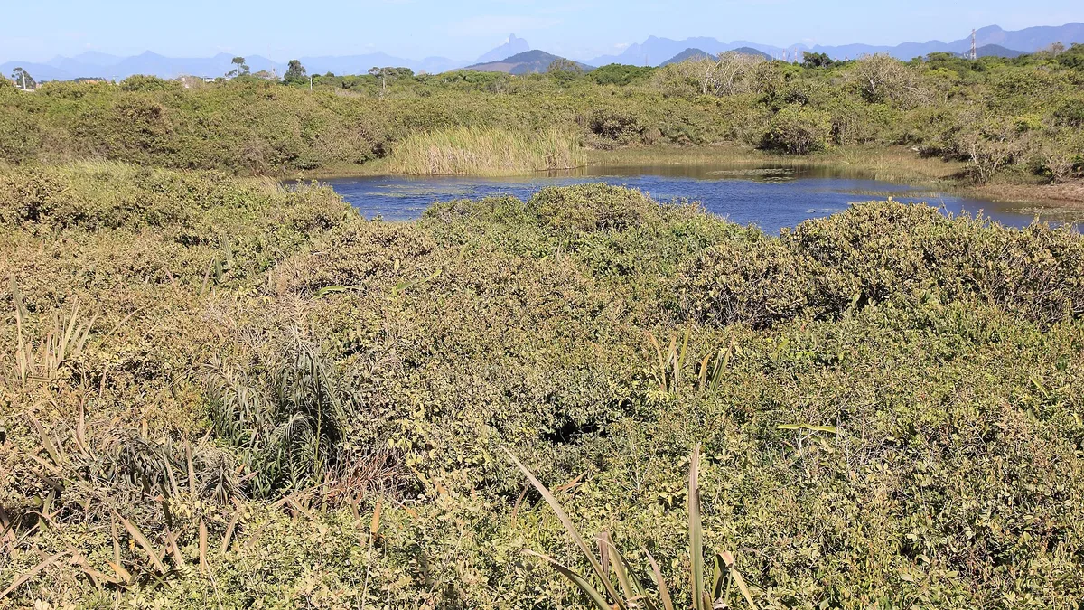 Restinga de Jurubatiba National Park in Brazil