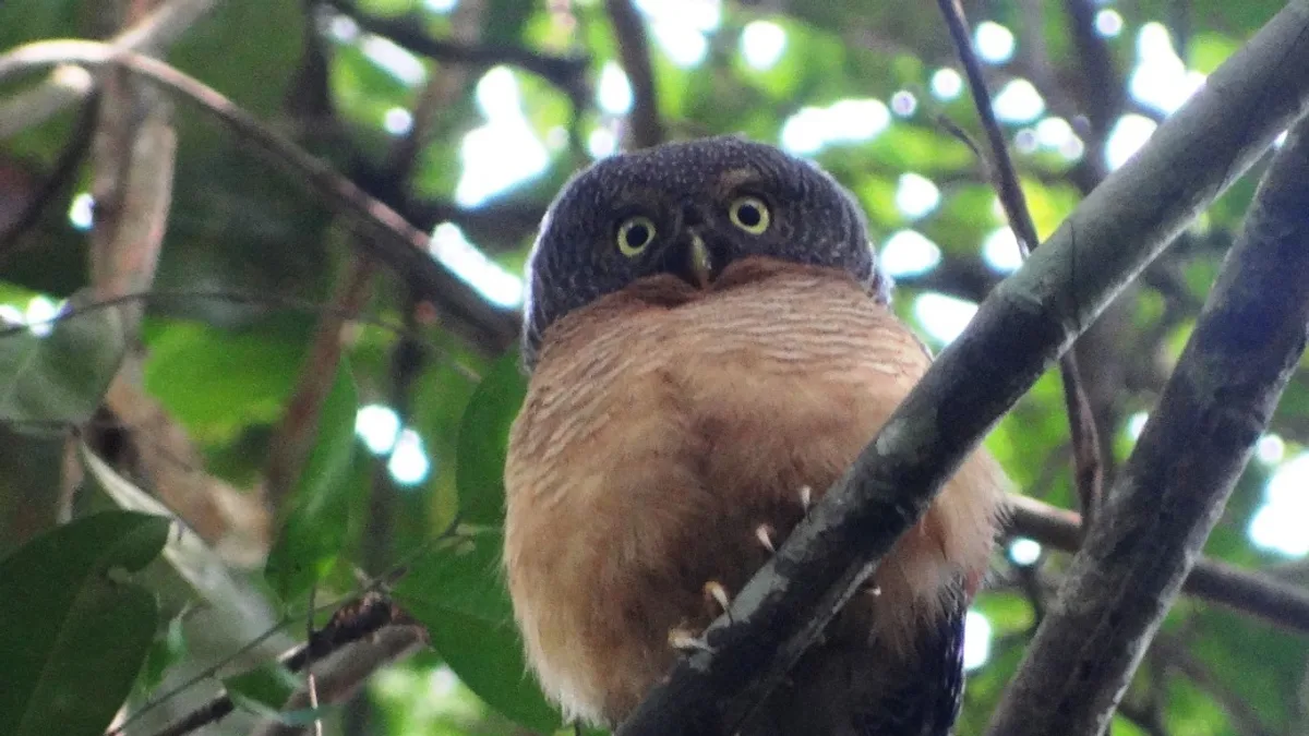 Salonga National Park in Democratic Republic of the Congo