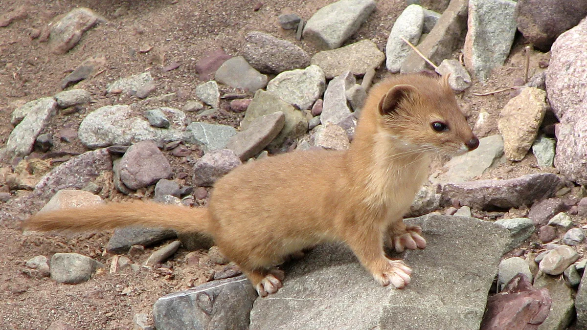 Hemis National Park in India