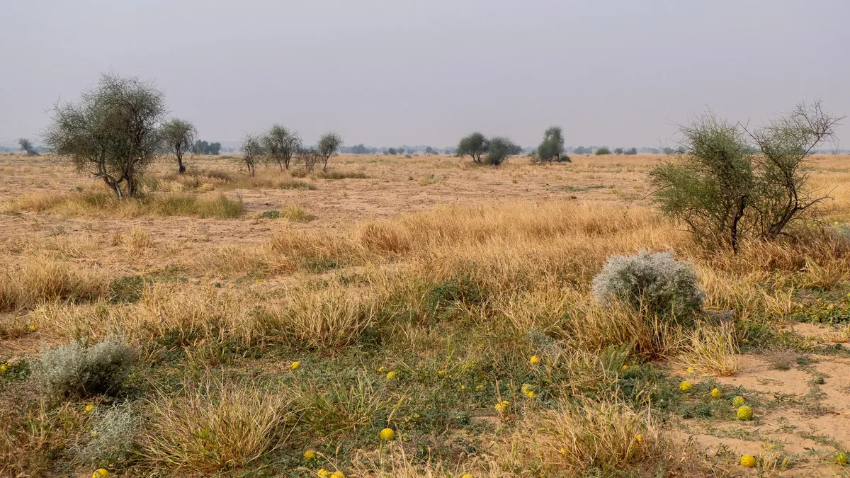 Desert National Park in India