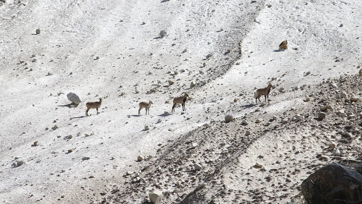 Gangotri National Park in India