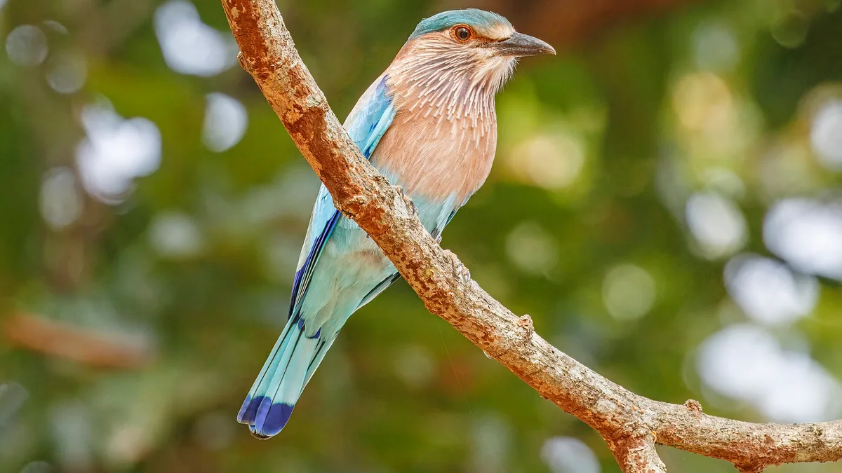 Kanha National Park in India