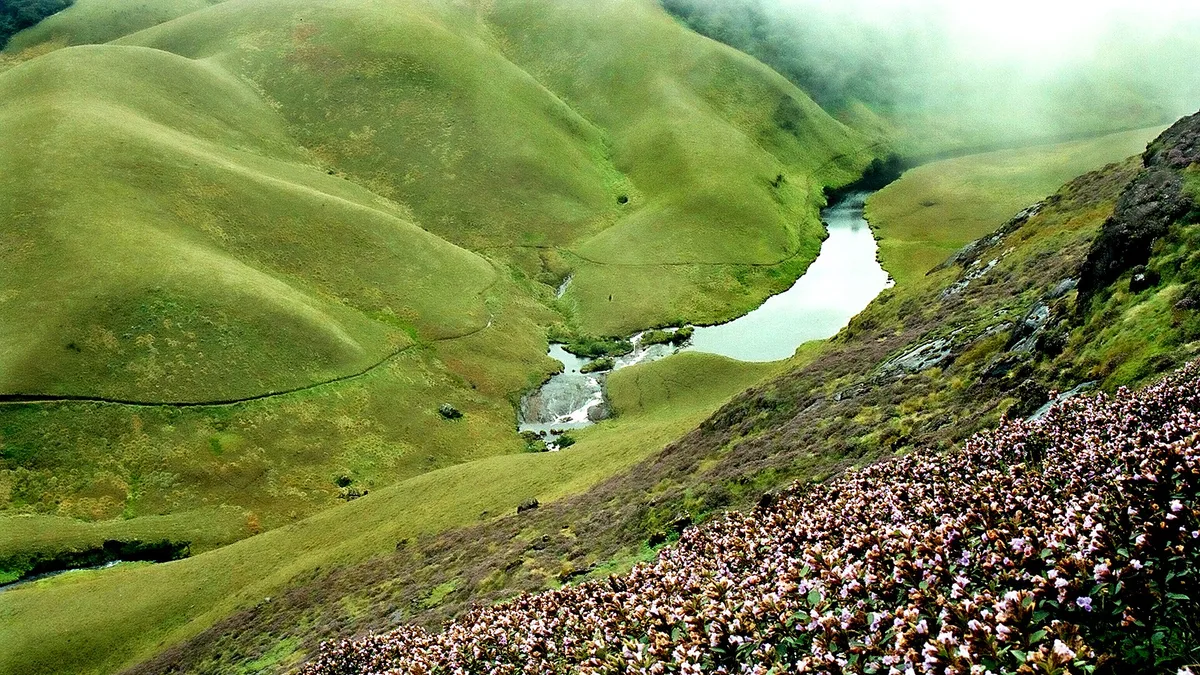 Eravikulam National Park in India