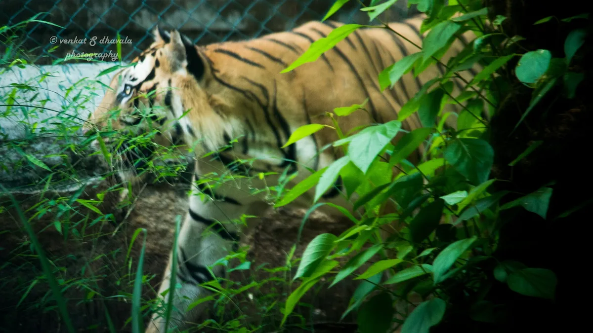 Bannerghatta National Park in India