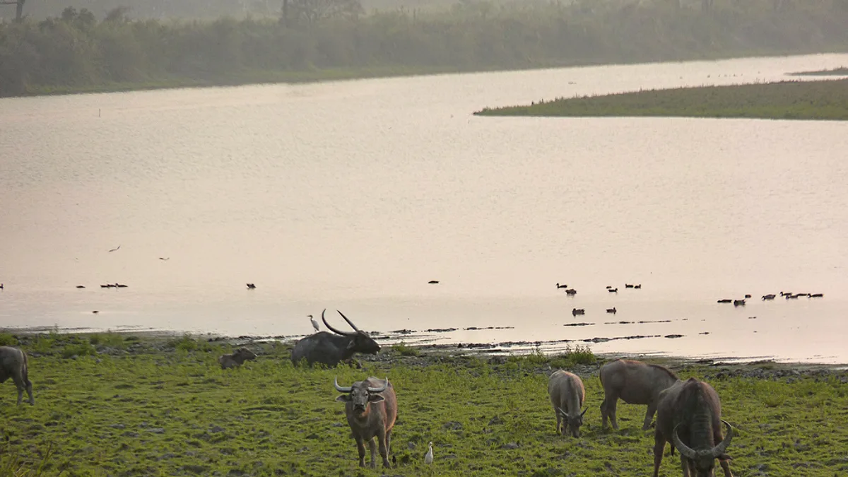 Tadoba National Park in India