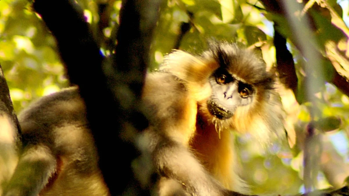 Manas National Park in India