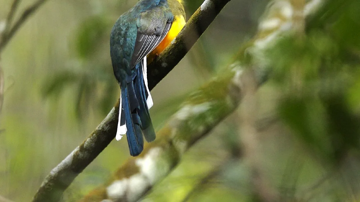 Gunung Gede Pangrango National Park in Indonesia