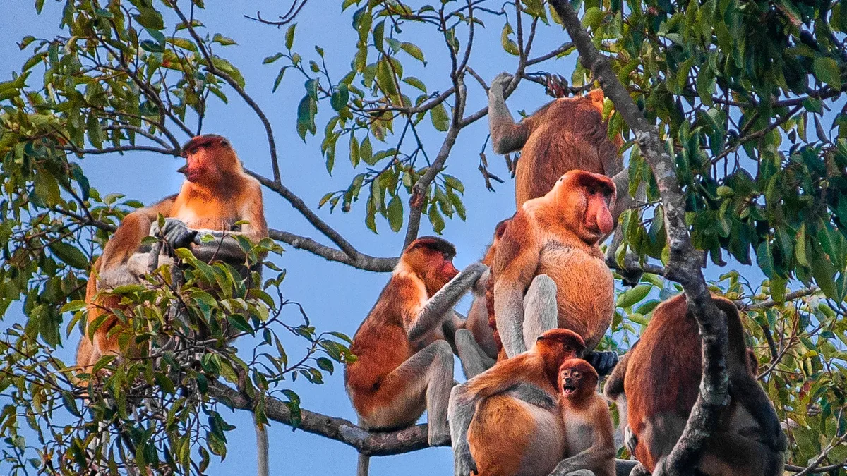Tanjung Puting National Park in Indonesia