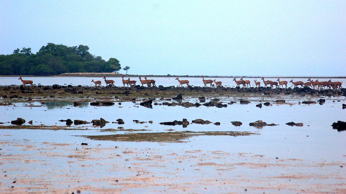 Baluran National Park in Indonesia