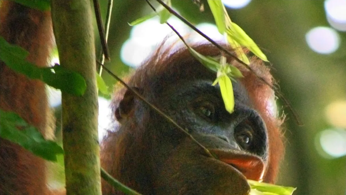 Kutai National Park in Indonesia