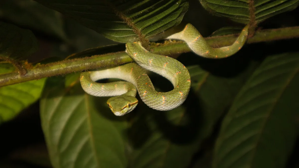 Bukit Baka Bukit Raya National Park in Indonesia