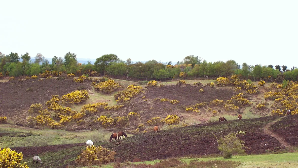 New Forest National Park in United Kingdom