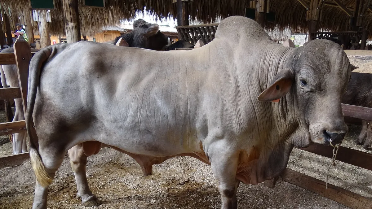 Panaca in Colombia