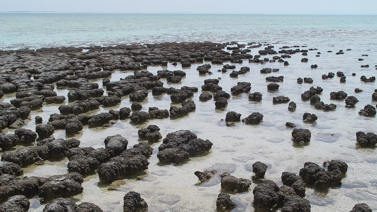 Shark Bay, Western Australia in Australia