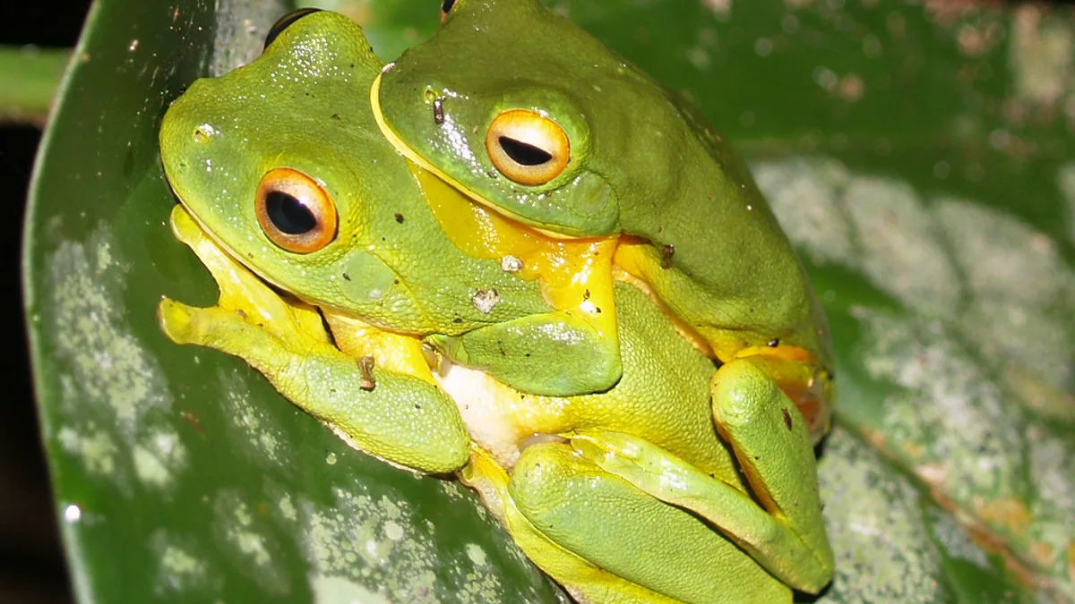 Wet Tropics of Queensland in Australia