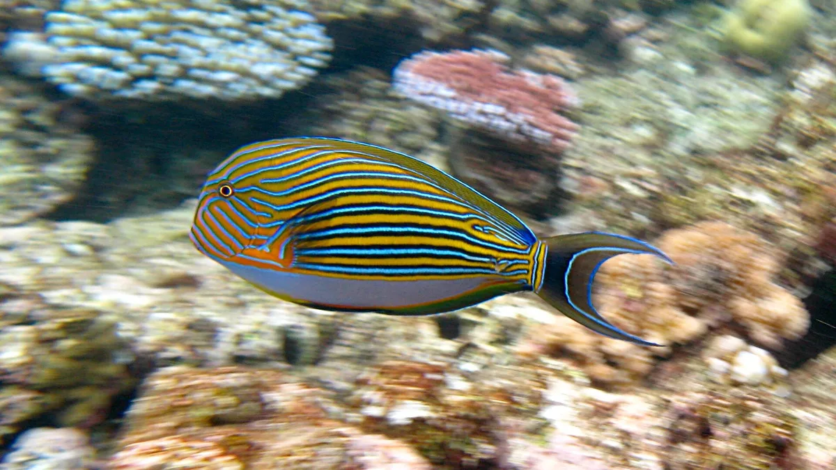 Great Barrier Reef in Australia