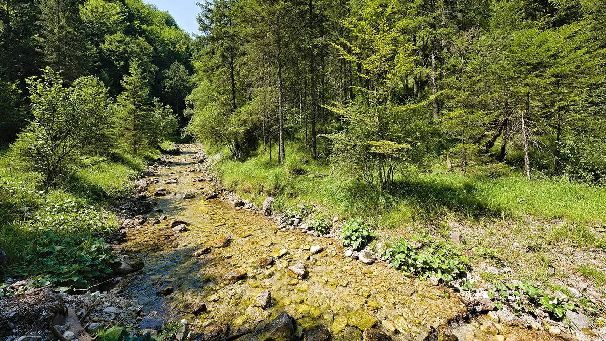 Ancient and Primeval Beech Forests of the Carpathians and Other Regions of Europe in Belgium