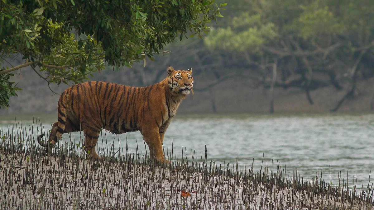 Sundarbans National Park in India