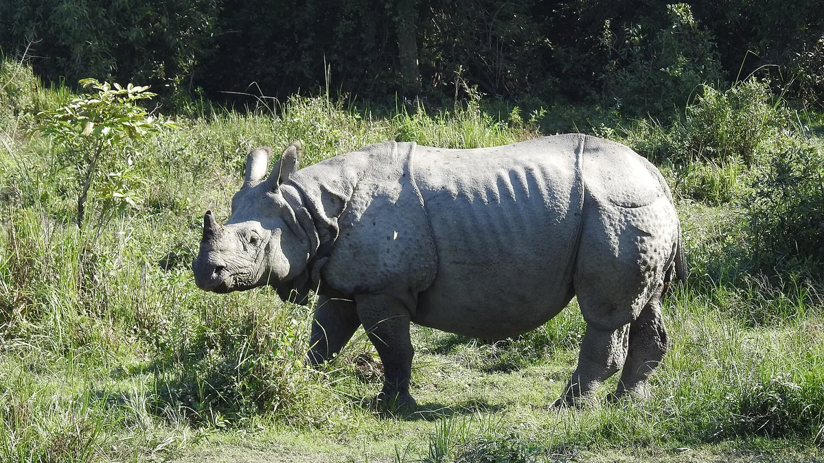 Kaziranga National Park in India