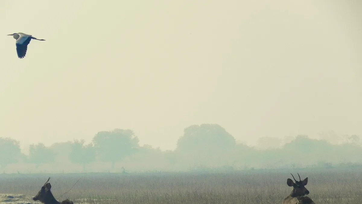 Keoladeo National Park in India