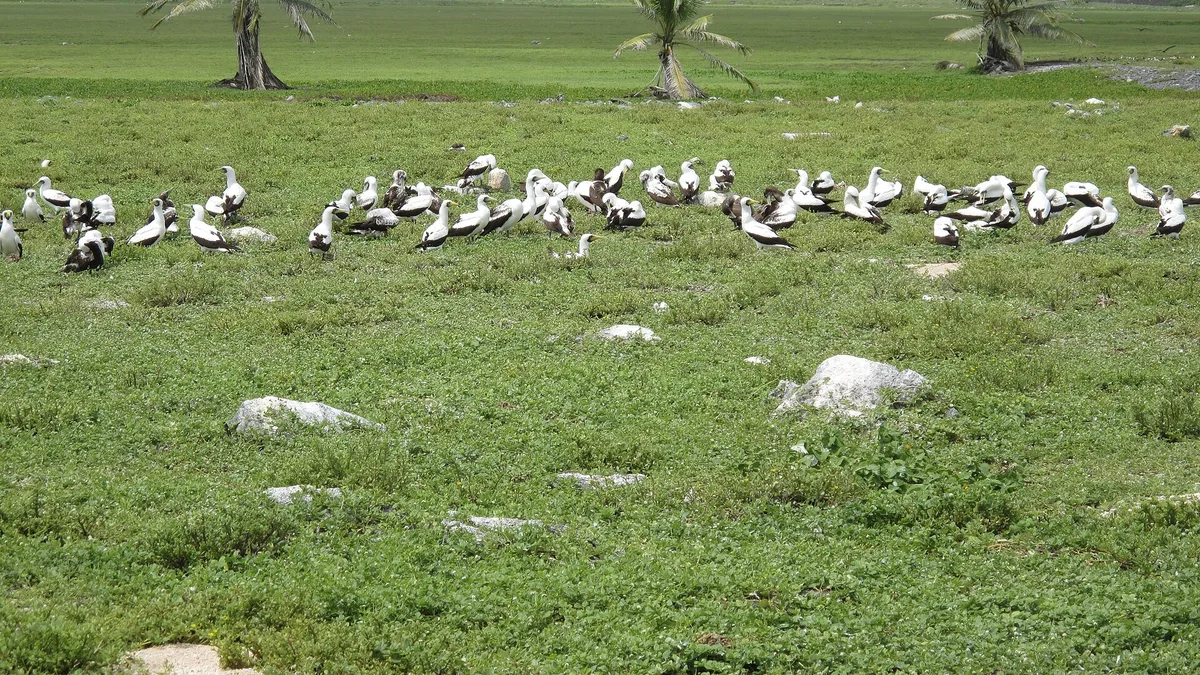 Phoenix Islands Protected Area in Kiribati